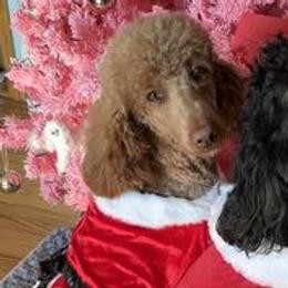 Bernedoodles, French Bulldogs, and Poodles from Lovely Poodles an’ Doodles