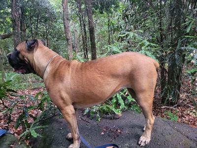 Ku'ulia Cane Corso in Hawaii | Cane Corso puppies | Good Dog