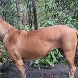 Cane Corso from Ku'ulia Cane Corso