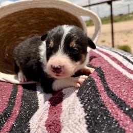 Menace - Tri-color male Border Collie puppy in Odessa, Texas from High Velocity Stockdogs