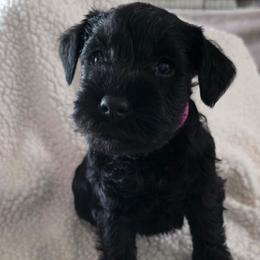 Girl 2 pink puppy..solid black - Black female Miniature Schnauzer puppy in Fresno, California from Findell Kennel, LLC