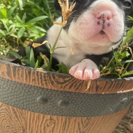 French Bulldog Puppies from Nick’s pups