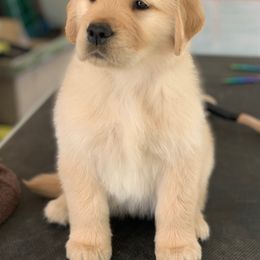 Golden Retriever Puppies from Aubergine Goldens