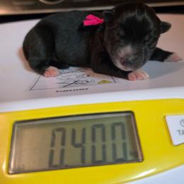 Yuuki - Agouti and white female Siberian Husky puppy in Buckeye, Arizona from Anime Huskies