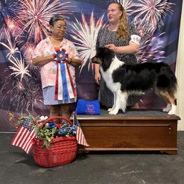 Mango - Australian Shepherd