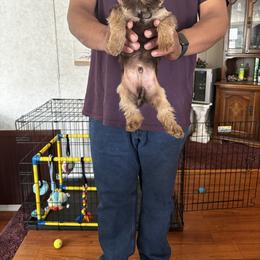 Mack - Yorkshire Terrier
