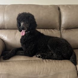 Lourdes - Poodle