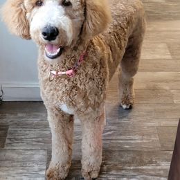 Oakley - Goldendoodle