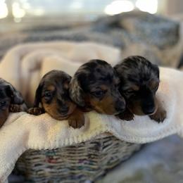 Dachshund Puppies from Darling Dapple (mini) Dachshund