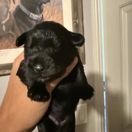 Boy 1 - Black male Miniature Schnauzer puppy in Upland, California from Rising Minis of Upland
