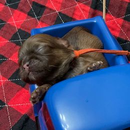 Hopeful-Orange - Chocolate female Shih Tzu puppy in Clarksburg, West Virginia from Pilgrim Shih tzu