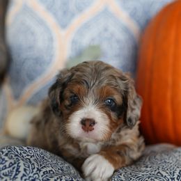 Bernedoodle Puppies from DoodlyDoodlyDoodles