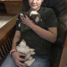 Shih Tzu Puppies from Willow Lane Shih Tzus