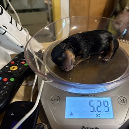 Maximus - Black and gold male Yorkshire Terrier puppy in Phoenix, Arizona from Coursey’s Yorkies