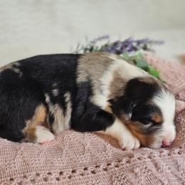 Remi - Blue merle female Australian Shepherd puppy in Mountain Grove, Missouri from K Bar H Farms