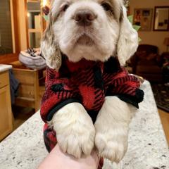 Clumber Spaniel Puppies from Rainsway Clumber Spaniels