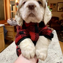 Clumber Spaniel Puppies from Rainsway Clumber Spaniels