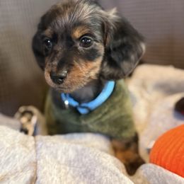 Dapper - Dachshund