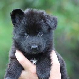 Cowboys - Black female German Shepherd puppy in Oswego, New York from Vom Wolfgang Roma Kennels