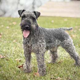 Fritz - Lakeland Terrier
