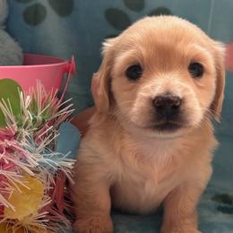 Carmello - Cream male Dachshund puppy in Port Washington, Ohio from Dashing Dachshunds