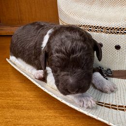 Labradoodle Puppies from Maple Bakin’ Doodles