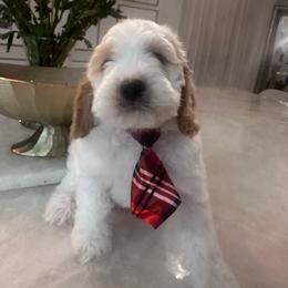 Duke - Red and white male Cockapoo puppy in Sacramento County, California from Sac-Town Poodles and Doodles