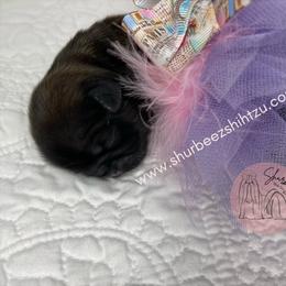 Shih Tzu Puppies from Shurbeez Shih Tzu