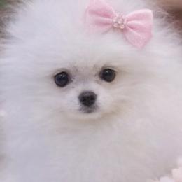 ALASKA - Pomeranian