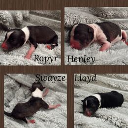 Companion Cross puppies from Hardin Aussie Co.
