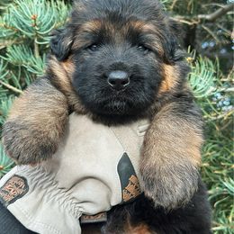 Blitzen - Black and red male German Shepherd puppy in Herriman, Utah from VMS Shepherds
