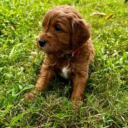 Kipling (Red Collar) - Red  male Goldendoodle puppy in China Grove, North Carolina from Lasting Legacy Family Dogs