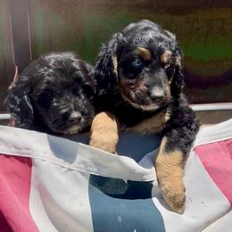 Golden Aussiedoodle and Goldendoodle Puppies from Wild Rose Tiny Poodles & Doodles