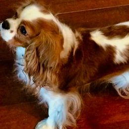 Cavalier King Charles Spaniels from Whitehouse Cavaliers