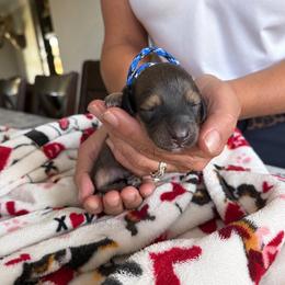 Jacob - Cream male Dachshund puppy in Molino, Florida from Dooney's Dachshunds