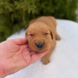 Red Boy - Dark golden male Golden Retriever puppy in Utah from Deseret Peak Goldens