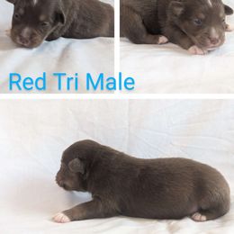 Sam - Australian Shepherd puppy from A&M Australian Shepherds