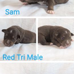 Sam - Australian Shepherd puppy from A&M Australian Shepherds