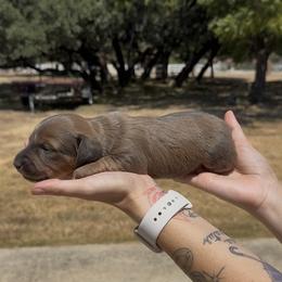 Blue based Red Longhair - Red female Dachshund puppy in Killeen, Texas from Southern Dachshunds