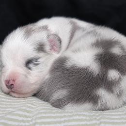Atlas - Dilute blue male Australian Shepherd puppy in Colorado Springs, Colorado from Storm and Sage Australian Shepherds