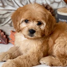 Cavapoos, Cockapoos, and Cocker Spaniels from Britts.Darling.Doodles