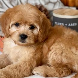 Cavapoos, Cockapoos, and Cocker Spaniels from Britts.Darling.Doodles