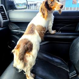 Min-Min - Dachshund