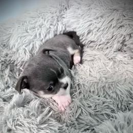 Olivia (blue and white) - Blue and white female Chihuahua puppy in Laurel, Mississippi from Home of Tiny Chihuahuas