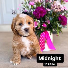 Midnight - Buff and white female Cockapoo puppy in West Haven, Utah from Split Mountain Doodles