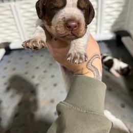 Dani - Tri-Roan female English Springer Spaniel puppy in Ogilvie, Minnesota from V.V. Berg Kennels