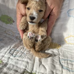 Goldendoodle Puppies from Cassie Farms