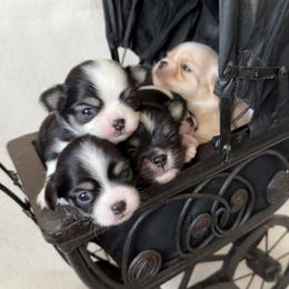 Chihuahua puppies from Sternheim Stars