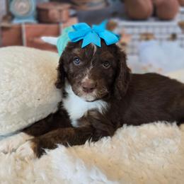 Violet - Brown and white female Aussiedoodle puppy in Prescott Valley, Arizona from Ramirez Family Doodles