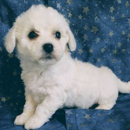 Bichon Frises from Hillis Hollar Bichons